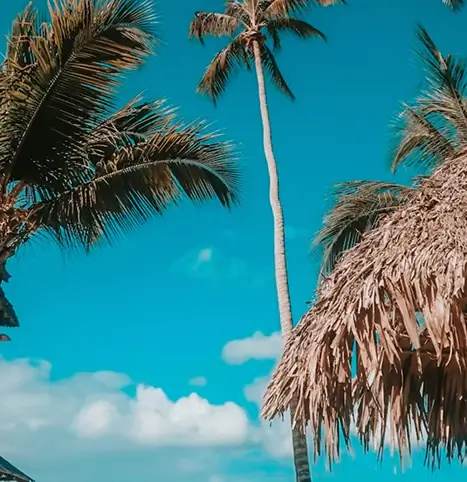 Cocotier des caraïbes